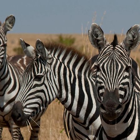 Casart Game Lodge Grietjie Game Reserve エクステリア 写真