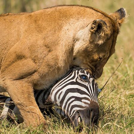 Casart Game Lodge Grietjie Game Reserve エクステリア 写真