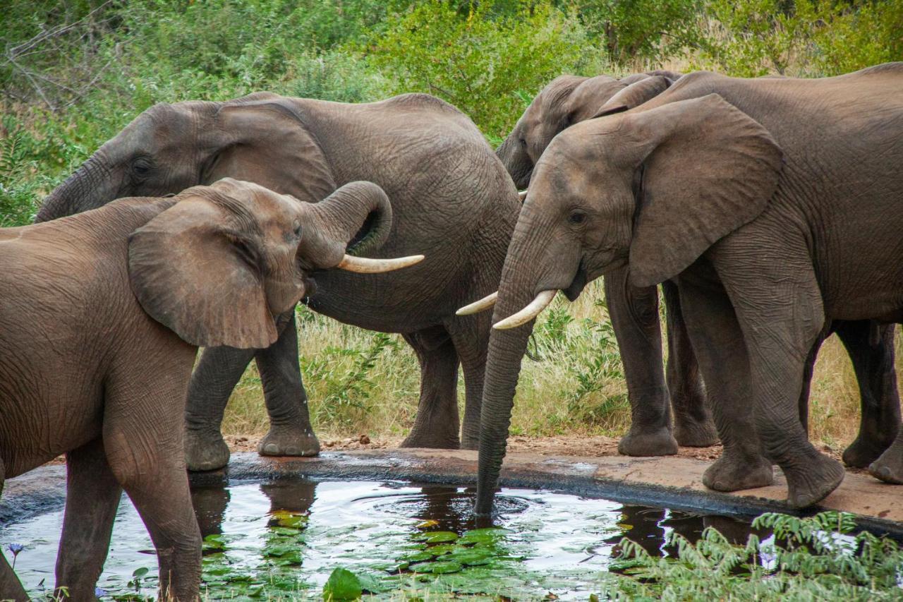 Casart Game Lodge Grietjie Game Reserve エクステリア 写真