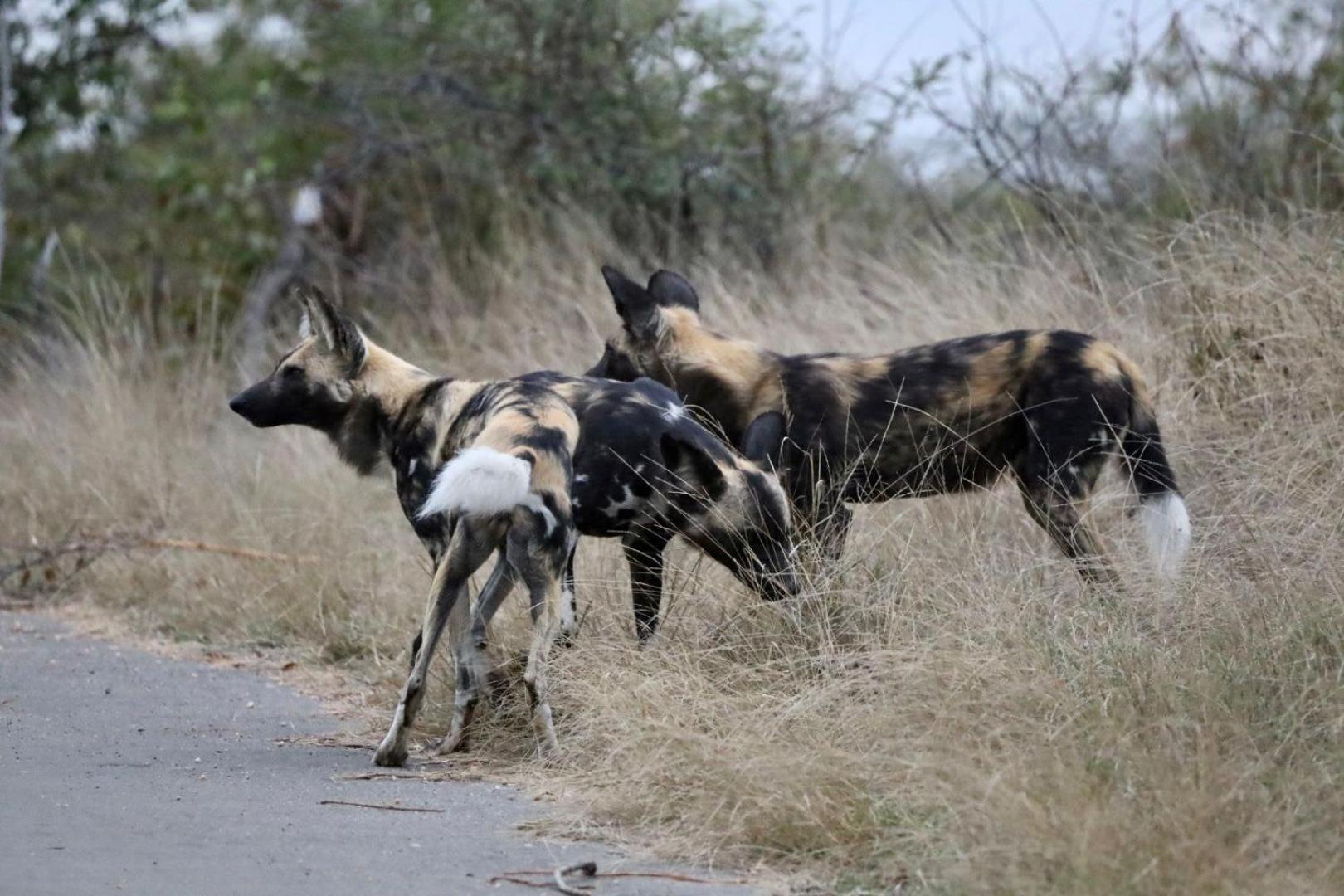 Casart Game Lodge Grietjie Game Reserve エクステリア 写真