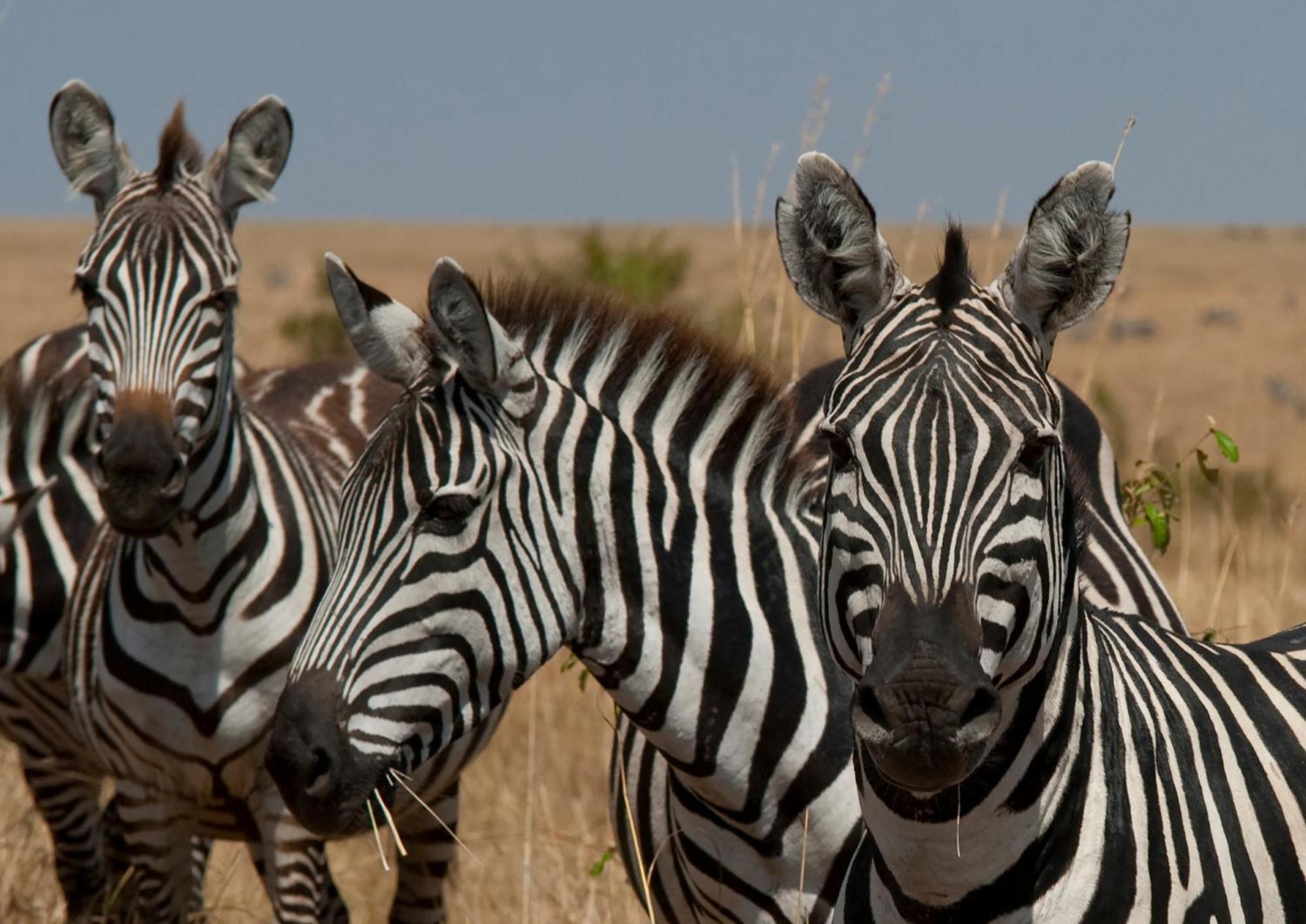 Casart Game Lodge Grietjie Game Reserve エクステリア 写真