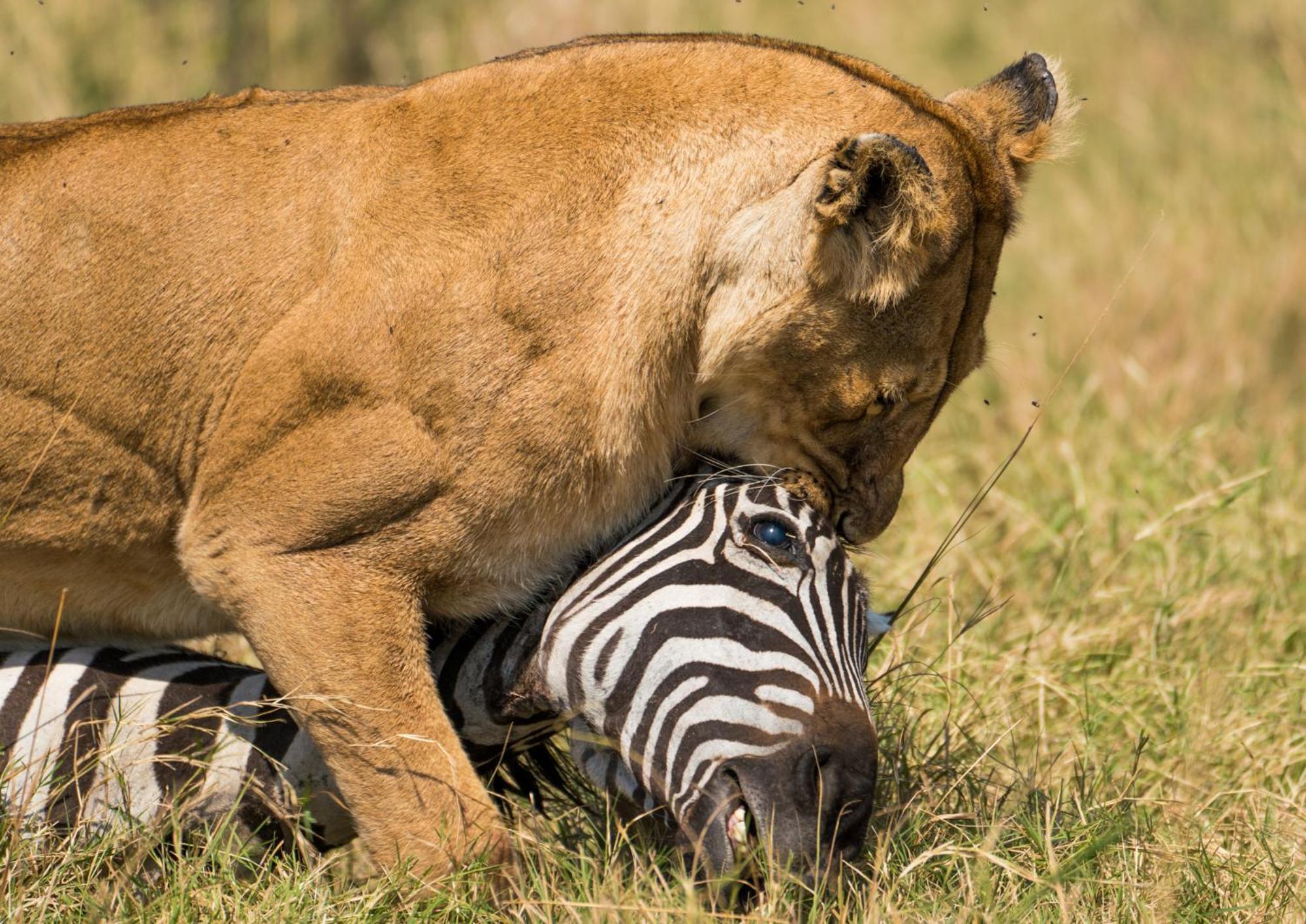 Casart Game Lodge Grietjie Game Reserve エクステリア 写真