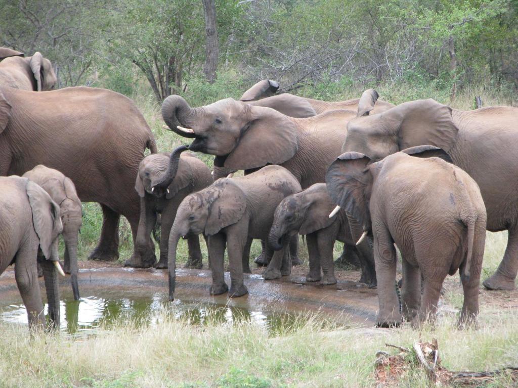 Casart Game Lodge Grietjie Game Reserve エクステリア 写真
