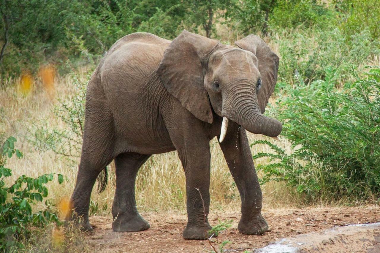 Casart Game Lodge Grietjie Game Reserve エクステリア 写真