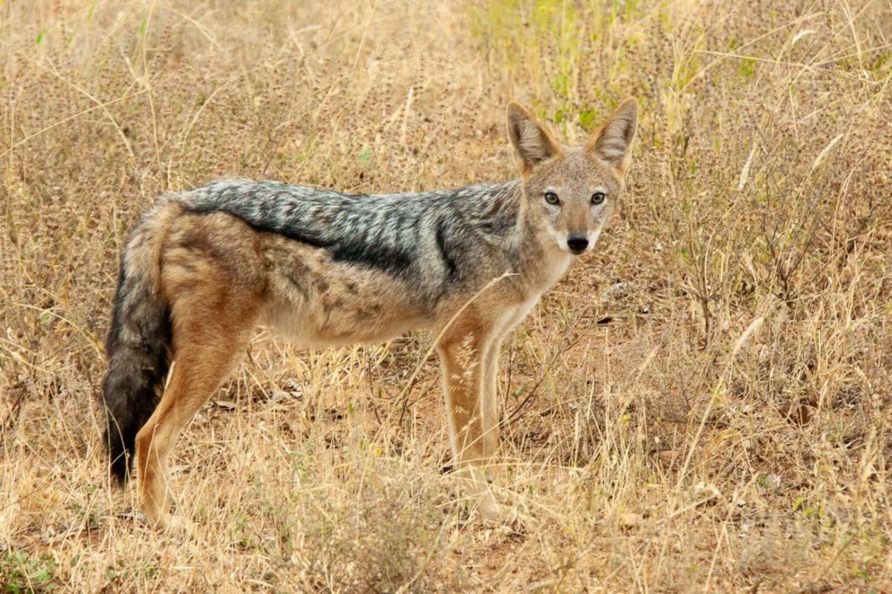 Casart Game Lodge Grietjie Game Reserve エクステリア 写真