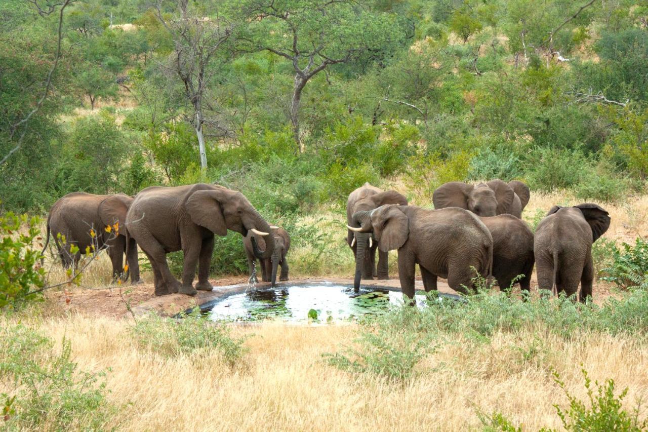 Casart Game Lodge Grietjie Game Reserve エクステリア 写真